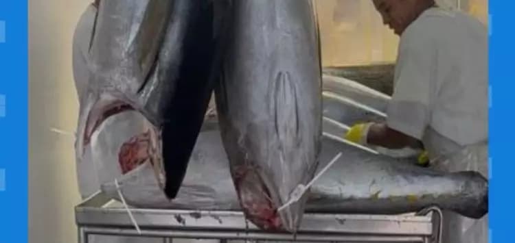 Nova tarifa dos EUA ameaça indústria da pesca e 1,5 mil empregos no RN