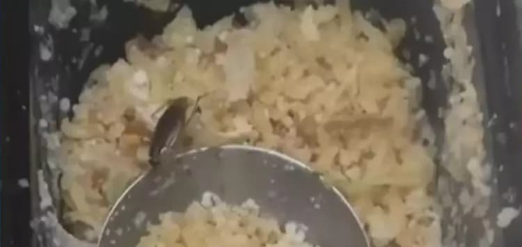 Procon Natal abre processo contra fast-food após denúncia de barata em alimentos