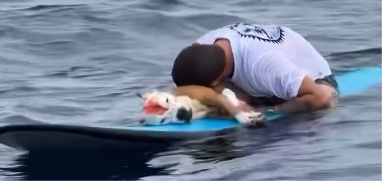 (Vídeo)Despedida emocionante entre surfista e seu cão no mar emociona as redes sociais