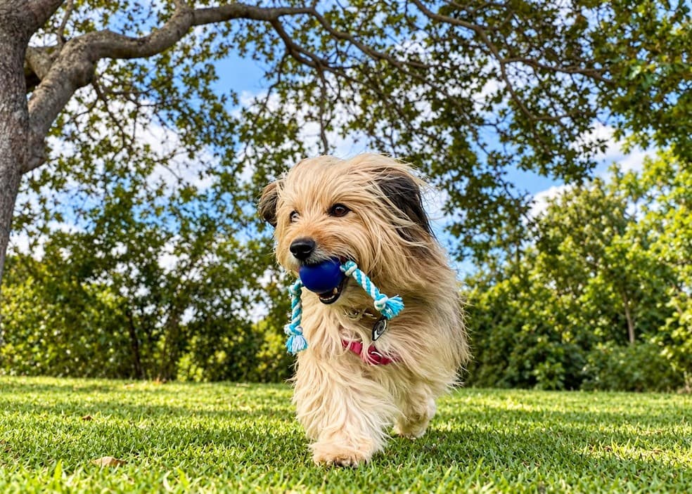 Arena das Dunas terá evento gratuito para pets e tutores, com música e feira de adoção