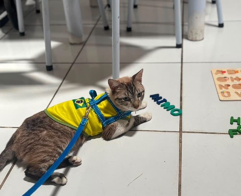 Gato desaparecido em Alagoas é encontrado a 600 km de distância no RN por causa de DDD na coleira